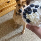 Pawtown Pet Resort
