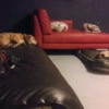 Woodlands Doggie Village - Board Play Spa gallery