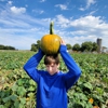 Schaake's Pumpkin Patch LC gallery