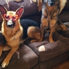O'Fallon Veterinary Medical Center gallery