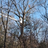 Simo Brothers Tree Service, Inc. gallery