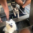 Woof Gang Bakery & Grooming, The Villages - Pet Services