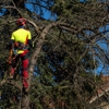 Cairo Landscaping & Tree Service gallery