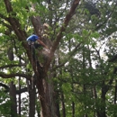 Waldrop Tree - Arborists