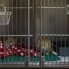White Oak Veterinary Clinic gallery