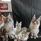 Maine Coon Oasis