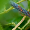 Cook's Pest Control gallery