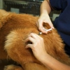 At Home Veterinary Care gallery