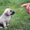 Affordable Veterinary Services gallery
