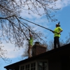 True Tree Solutions gallery