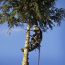 AAA Quality Tree Service - Tree Service