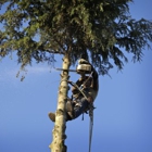 AAA Quality Tree Service