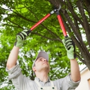 Marshall Tree Experts - Tree Service