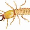 Bobbi Ray's Termite & Pest Control gallery