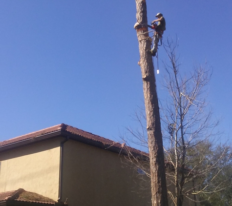 Central Florida Tree Service - Apopka, FL