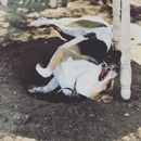 Bow Wow Bungalow - Pet Services