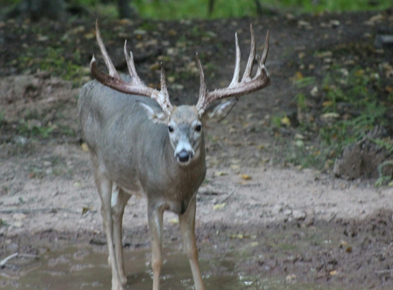 Woodland Whitetails LLC - Nescopeck, PA. This Buck is ready to harvest. Book your hunt. Woodlandwhitetails@gmail.com