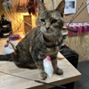 The Purrfect Inn gallery