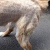 Golden Shears Pet styling gallery