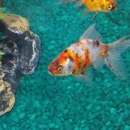 Belpre Aquarium & Pet Shop - Aquariums & Aquarium Supplies