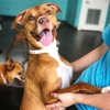 Pet Paradise gallery