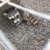 Wildlife X Team gallery