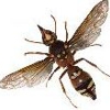 Bug Busters Termite & Pest Control gallery