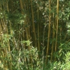 Bamboo Farm And Coastal Gardens gallery