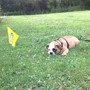 Dog Guard of Hudson Valley