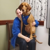 VCA Bridgeport Animal Hospital gallery