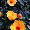 Schroth Flower Mill - Flowers, Plants & Trees-Silk, Dried, Etc.-Retail