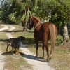 The Pet Nanny gallery