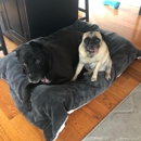 Wachusett Pet Care - Dog Parks