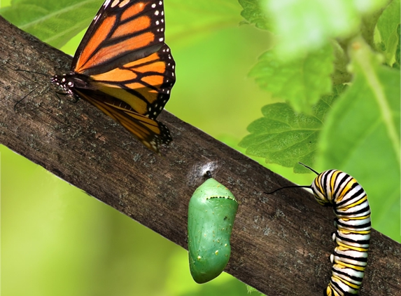 Butterfly Wonderland - Scottsdale, AZ