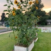 Morning Glory Preschool at Christ United Methodist Church gallery
