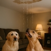 Top Dogg Drywall Repair gallery