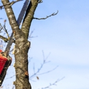 Onofre Tree & Lawn Service Since 2010 - Tree Service