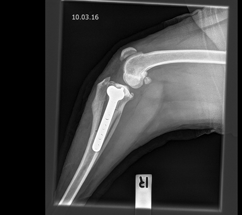 Western Suburbs Veterinary Clinic