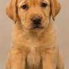 Eden Farms Quarter Horses and Labrador Retrievers gallery
