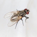 Action Pest Control - Pest Control Equipment & Supplies