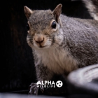 Alpha Wildlife Chattanooga