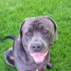 Rescued Heart Animal Hospital gallery