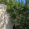 Tactical Timber Tippers Tree Service's gallery