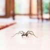 OPC Pest Services - Bowling Green gallery