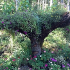 Glacier Gardens Rainforest