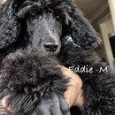 MizzElle's Standard Poodles - Pet Breeders