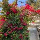 Aracely Cafe