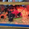 Currituck Feed and Seed gallery