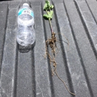 Greenway Growers