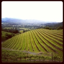Newton Vineyard - Wineries